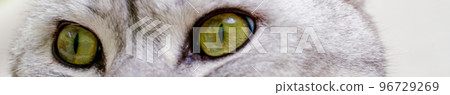 Cat's eye. Close up on a green cat's eye Cat's eye. Close up on a green cat's eye 96729269