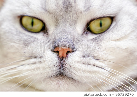 Close-up of a cat's muzzle. Scottish cat with green eyes. Close-up of a cat's muzzle. Scottish cat with green eyes. 96729270
