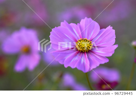 [Sakura City, Chiba Prefecture] Sakura Furusato Square Cosmos 96729445