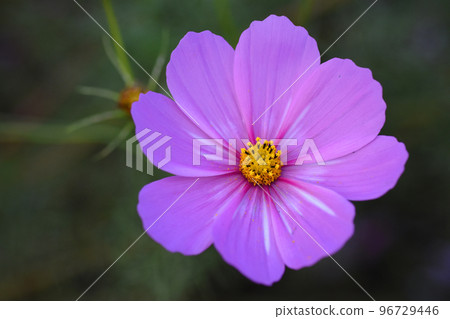 [Sakura City, Chiba Prefecture] Sakura Furusato Square Cosmos 96729446
