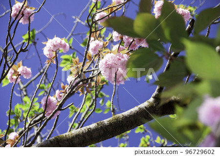 Double cherry tree overhead (in full bloom) Double cherry tree overhead (in full bloom) 96729602
