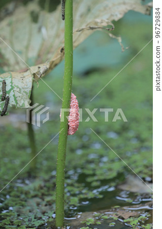 the Lotus flower and Lotus flower plants 96729884