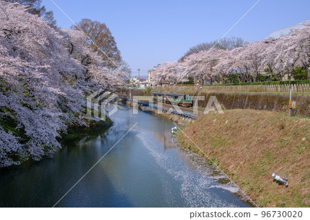 Sakura at Kajo Park and Ou Main Line 96730020