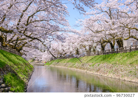 富山市松川河畔櫻花樹 96730027