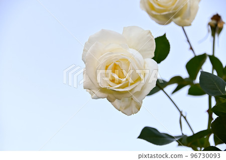 Rose Rose 96730093