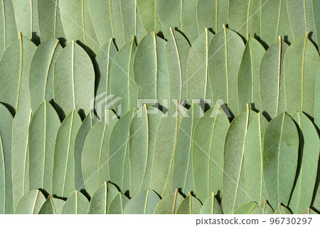 Eucalyptus leaves background. Fresh green eucalyptus tree leaves are laid out in a pattern on the surface. Cosmetics, beauty oil, aroma, natural ingredients and raw materials concept. 96730297