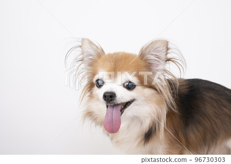 Smile Chihuahua bust up Smile Chihuahua bust up 96730303