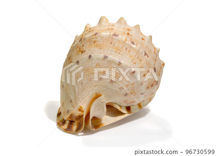 Sea shell isolated on a white background. Beautiful. Close-up in the studio 96730599