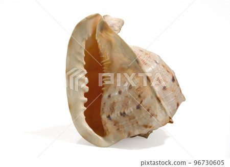 Sea shell isolated on a white background. Beautiful. Close-up in the studio 96730605