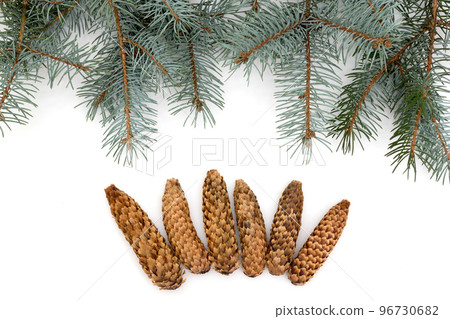 Christmas branches of a pine, are isolated on a white background Christmas branches of a pine, are isolated on a white background 96730682