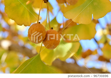 長在樹上的銀杏 長在樹上的銀杏 96730896