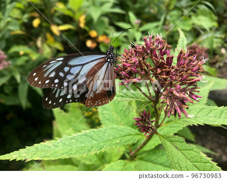, 來到藏王的栗虎蝴蝶, 從大黑天到合田山的山路 96730983