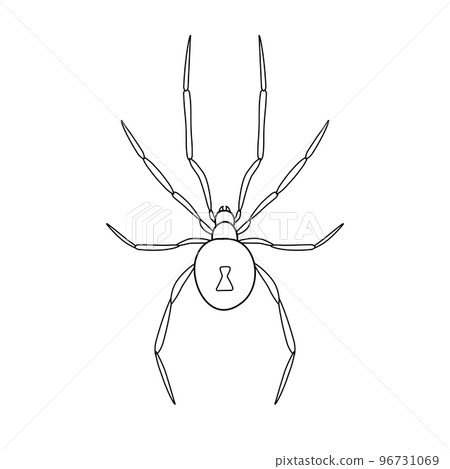 Vector flat hand drawn outline spider Vector flat hand drawn outline spider 96731069