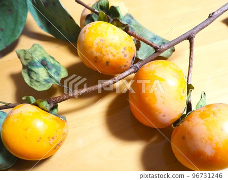 帶樹枝的柿子 6 帶樹枝的柿子 6 96731246