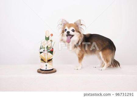 門松和吉娃娃 96731291