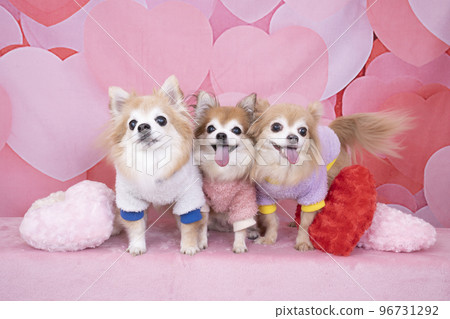 心背和三隻吉娃娃 96731292