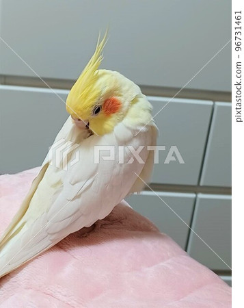 手上的鸚鵡在房間裡放鬆 手上的鸚鵡在房間裡放鬆 96731461