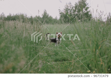 A small cute doggy among high pale green grass on nature on the forest woods. Yorkshire Terrier puppy in profile. Full length canine animal pet. Lovely dog pup is looking away waiting for the owner. A small cute doggy among high pale green grass on nature on the forest woods. Yorkshire Terrier puppy in profile. Full length canine animal pet. Lovely dog pup is looking away waiting for the owner. 96731479