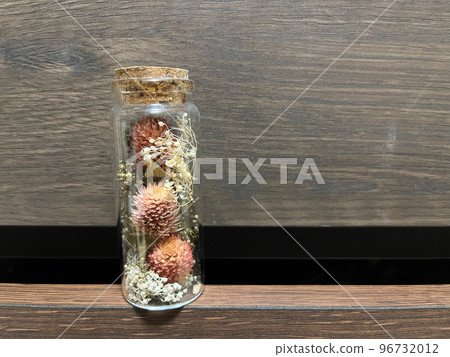 紅三葉草和滿天星植物標本室 紅三葉草和滿天星植物標本室 96732012