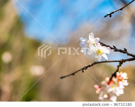 整潔可愛的十月櫻花在深秋盛開 96732180
