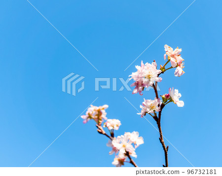 整潔可愛的十月櫻花在深秋盛開 整潔可愛的十月櫻花在深秋盛開 96732181