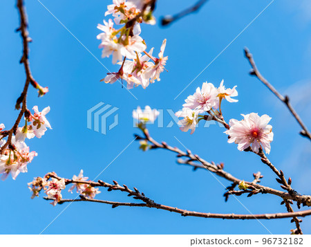 Neat and cute October cherry blossoms in full bloom in late autumn Neat and cute October cherry blossoms in full bloom in late autumn 96732182