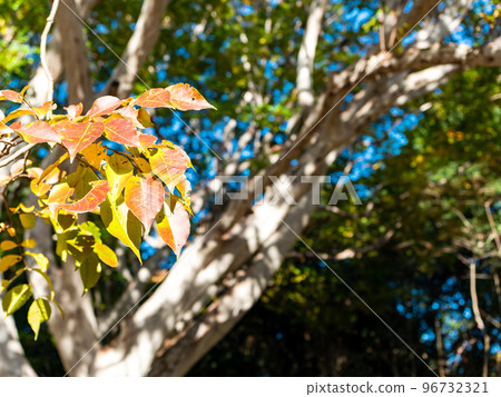 美麗的秋天風景 美麗的紫薇紅葉 美麗的秋天風景 美麗的紫薇紅葉 96732321