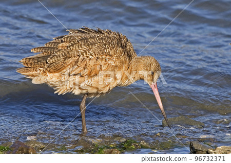 Marbled Godwit, Limosa fedoa, close view by shore 96732371