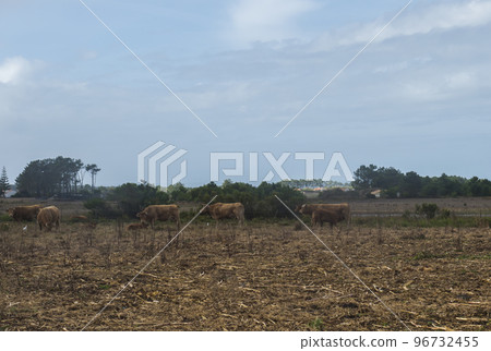 Grazing brown cows at farmland fields with pine trees near Odeceixe, Portugal. Cloudy autumn day Grazing brown cows at farmland fields with pine trees near Odeceixe, Portugal. Cloudy autumn day 96732455