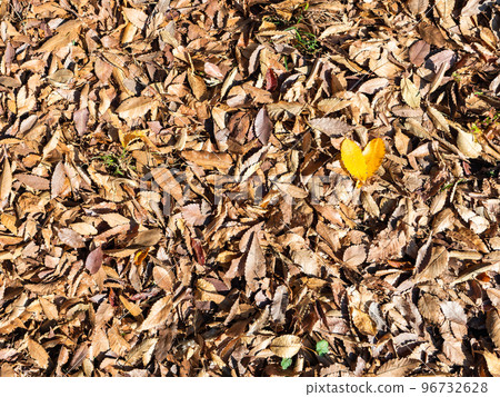 秋天風景落葉和心形的黃色葉子 96732628