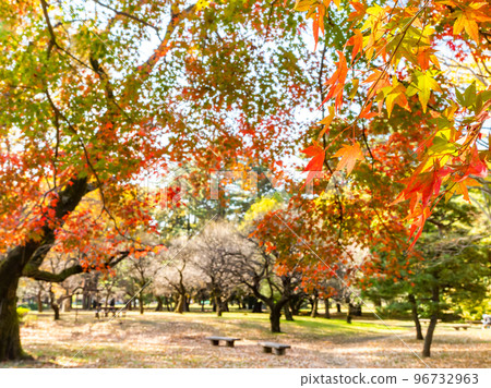 Autumn scenery Beautiful red leaves 96732963