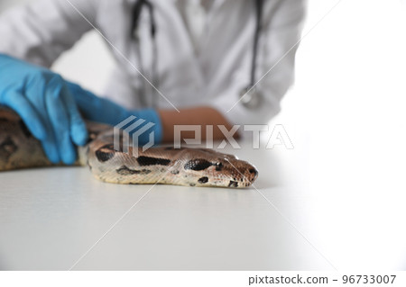 Female veterinarian examining boa constrictor in clinic, closeup 96733007