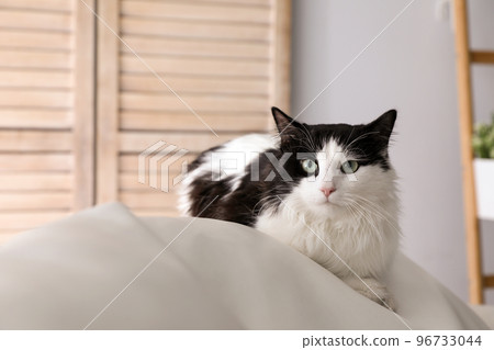 Cute cat on sofa at home, space for text. Domestic pet 96733044