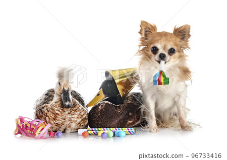 duck and chihuahua for new year duck and chihuahua for new year 96733416