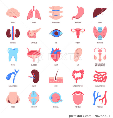 Human organs icon set in flat style 96733605