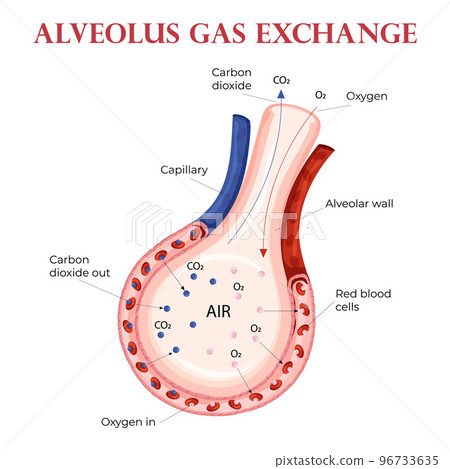 Oxygen and carbon dioxide exchange in alveolus with erythrocytes Oxygen and carbon dioxide exchange in alveolus with erythrocytes 96733635