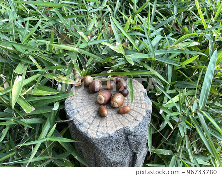 collecting acorns 96733780