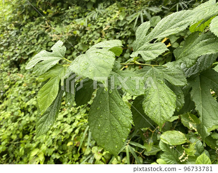 Close-up of a mulberry leaf dripping with raindrops 96733781