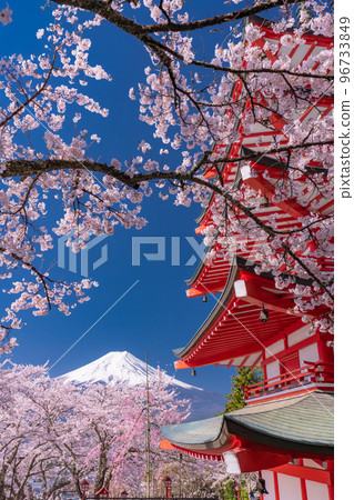 “山梨縣”富士山、五層寶塔和盛開的櫻花、春天的新倉山淺間公園 96733849