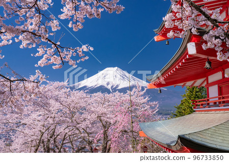 “山梨縣”富士山、五層寶塔和盛開的櫻花、春天的新倉山淺間公園 96733850