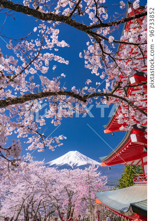 “山梨縣”富士山、五層寶塔和盛開的櫻花、春天的新倉山淺間公園 96733852
