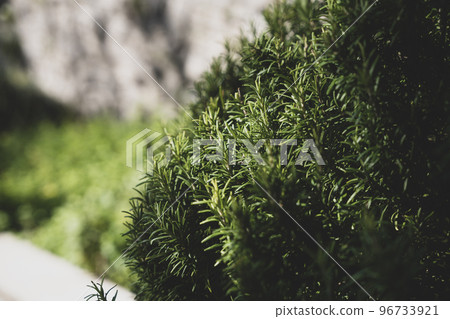 healthy rosemary bush very popular as a Mediterranean spice healthy rosemary bush very popular as a Mediterranean spice 96733921