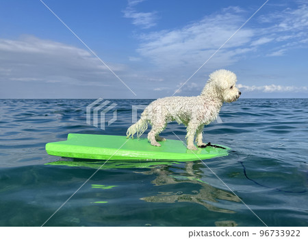 White curly dog bichon surfing on a surfboard at the seas shore White curly dog bichon surfing on a surfboard at the seas shore 96733922