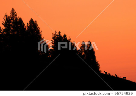 Silhouette of red deer grazing in mountains in orange light 96734929