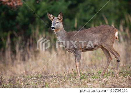 Roe deer observing on dry grassland in autumn nature Roe deer observing on dry grassland in autumn nature 96734931