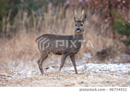 Roe deer with velvet antlers looking on field in winter 96734932