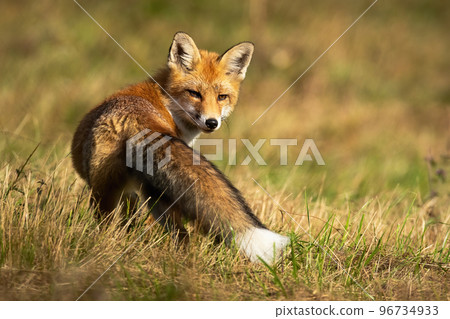 Red fox looking behind on grassland in autumn sunlight 96734933