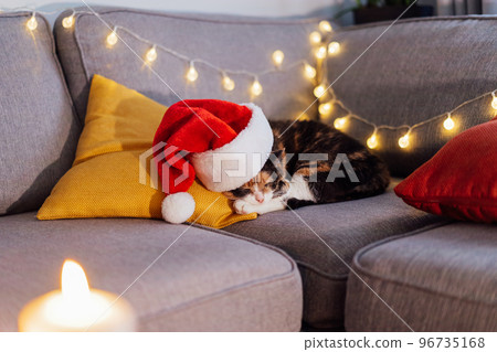 Multi Colored relaxed sleeping cat lying on the bright cushions on a gray sofa in a Santa's hat. Christmas cosy home mood. Winter, festive Xmas holidays. Symbol of the year. Selective focus 96735168