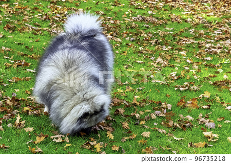 Keeshond in the park 96735218