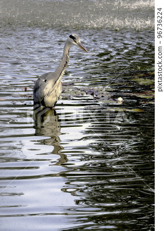 Wild grey heron (Ardea cinerea)  96736224